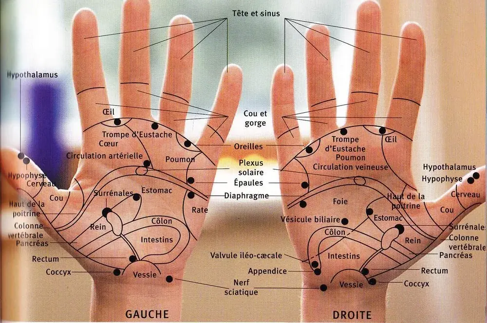 Réflexologie Palmaire