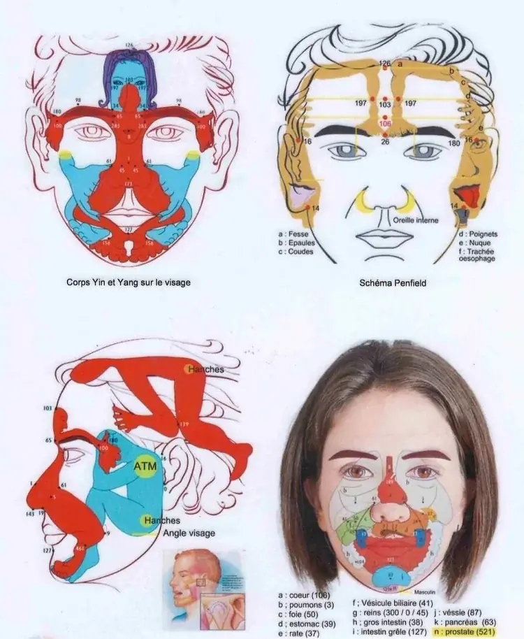 Réflexologie Faciale