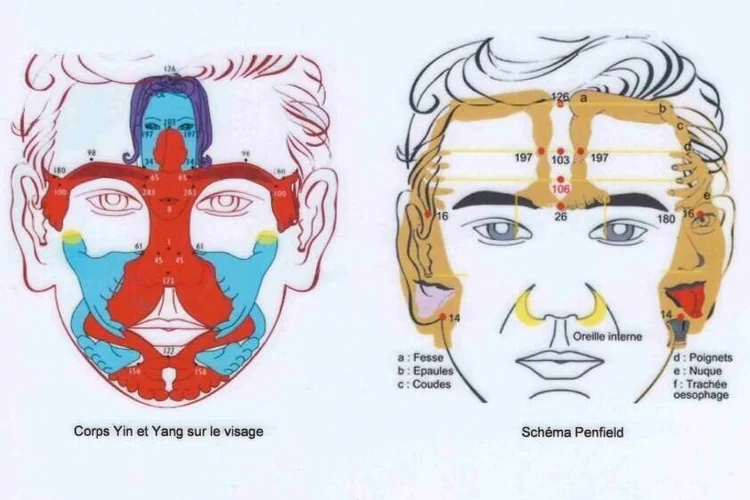 Réflexologie Faciale