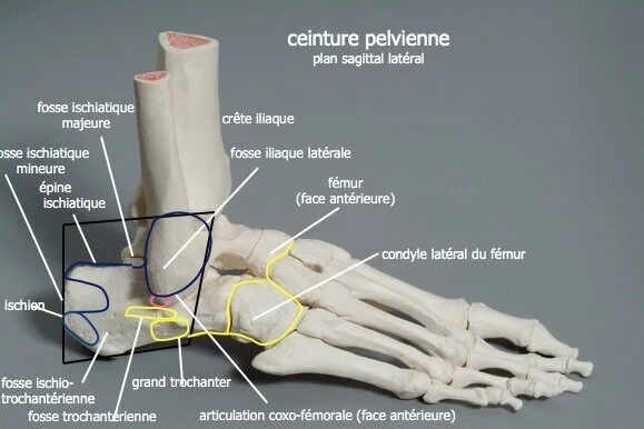 Réflexologie Occipito-Podale